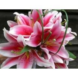 Lily Posy